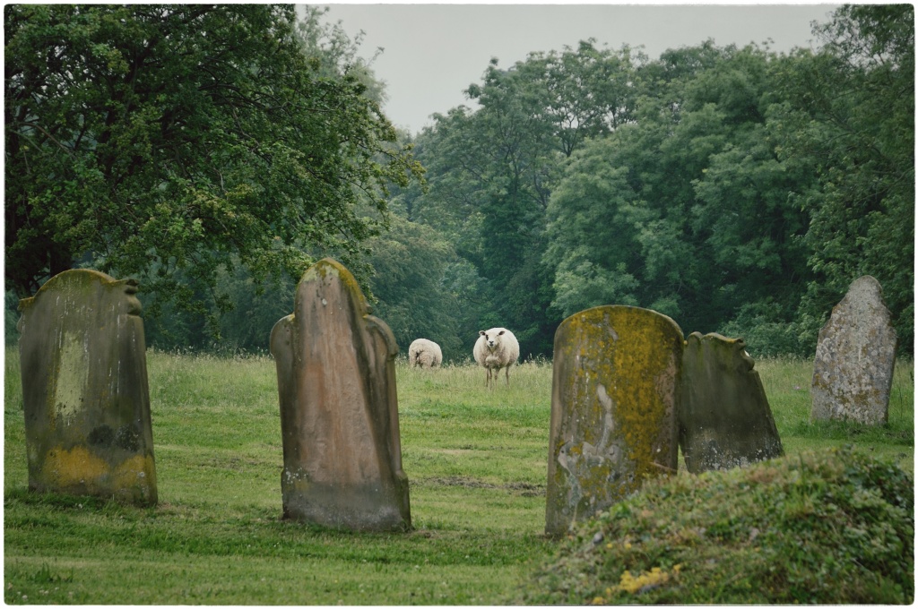 Die Schafe von Wymondham